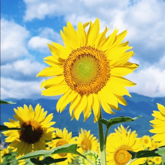 Meet your Posher, Jiankun - Picture 1 of 2